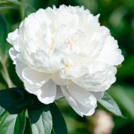 Пион Shirley Temple