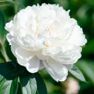 Пион Shirley Temple