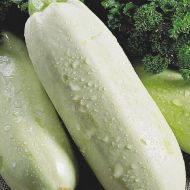 Кабачок Грибовський