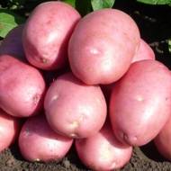 Насіннєва картопля Балтік Роуз