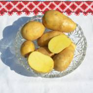 Насіннєва картопля Сорая