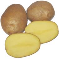 Насіннєва картопля Околиця