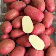 Семенной картофель Торнадо