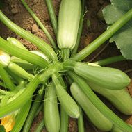 Кабачок Кущовий