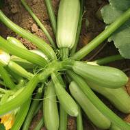 Кабачок Кущовий