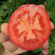 Томат Зодіак F1 за 5 нас.
