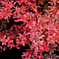 Саджанець барбарис Тунберга Оранж Дрім в контейнері