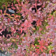 Саженец барбариса Тунберга Оранж Дрим в контейнере