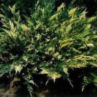 Саджанець Ялівець козацький Варієгата в контейнері