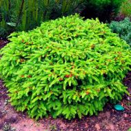 Саджанець Ялина Нідіформіс в контейнері