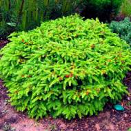 Саджанець Ялина Нідіформіс в контейнері