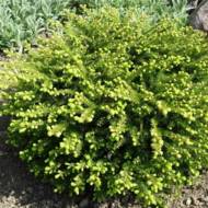 Саженец ели Нидиформис в контейнере