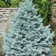 Саджанець Ялина колюча Маджестік Блю в контейнері