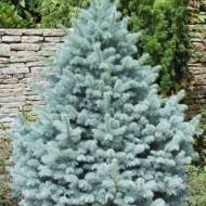 Саженец ели колючей Маджестик Блю в контейнере