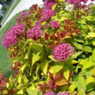 Саженец спиреи Меджик Карпет в контейнере