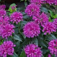 Саженец монарды Pardon My purple в контейнере