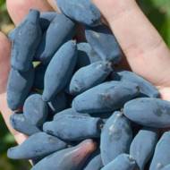 Саджанець Жимолость їстівна Восторг в контейнері