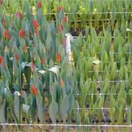 Сетка шпалерная (цветочная) белая