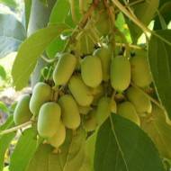 Саджанець Актинідія Рімма в контейнері