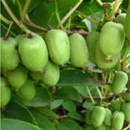 Саженец Актинидия Лакомка в контейнере