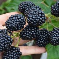 Саджанець ожина Астеріна в контейнері