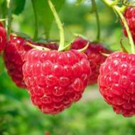 Саженец Малина Глен Ампл (Малиновое дерево) в контейнере