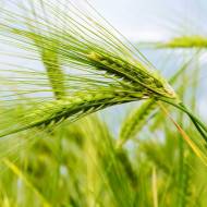 Жито за 0,5 кг