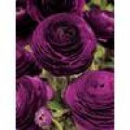 Лютик фіолетовий