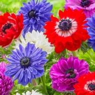 Анемона суміш