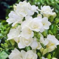 Фрезия белая (5/6)