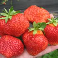 Саженец Клубника садовая Румба за 4 шт.