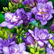 Фрезія синя (5/6)