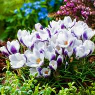 Крокус Prins Claus