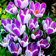 Крокус King of the striped