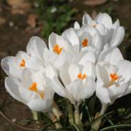 Крокус великоквітковий Jeanne d’Arc