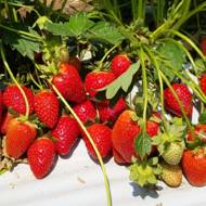 Саженец Клубника садовая Квики в контейнере