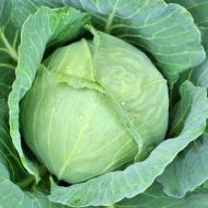 Капуста Амагер за 0,5 г
