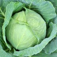 Капуста Амагер за 0,5 г