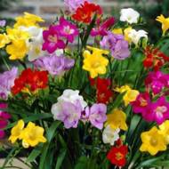 Фрезия смесь