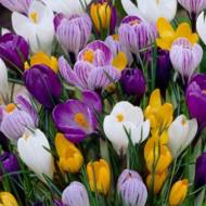 Мікс з 9 крокусів