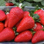 Саджанець Суниця садова Мурано в контейнері