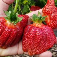 Саджанець Суниця садова Азія в контейнері