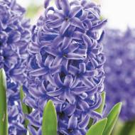Гиацинт Blue Pearl