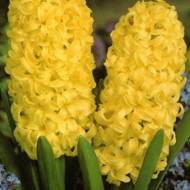 Гиацинт City of Haarlem