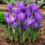 Крокус Grand Maltre