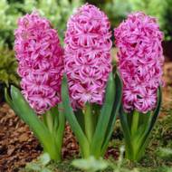 Гиацинт Pink Pearl