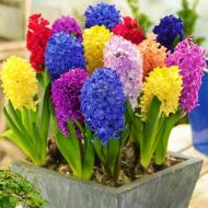 Суміш різних гіацинтів
