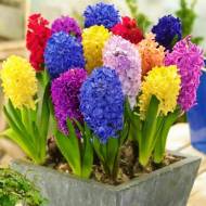 Суміш різних гіацинтів