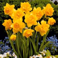 Нарцис Dick Wilden