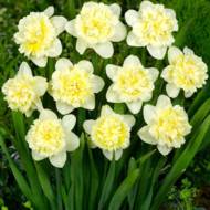 Нарциси Ice King